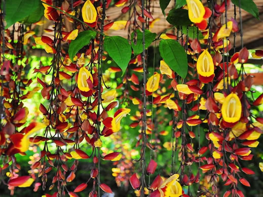 banner-aurum-planta0